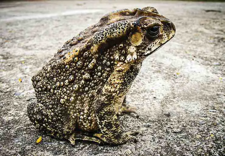 Sapo