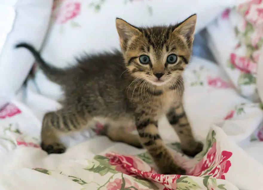 destete del gato