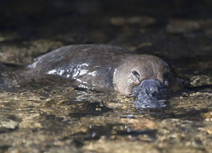 ornitorrinco en el río