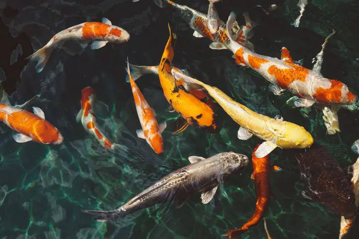 pez carpa koi