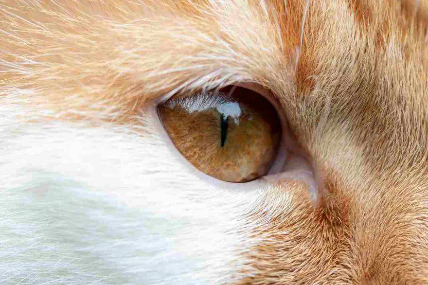 Conjuntivitis en gatos
