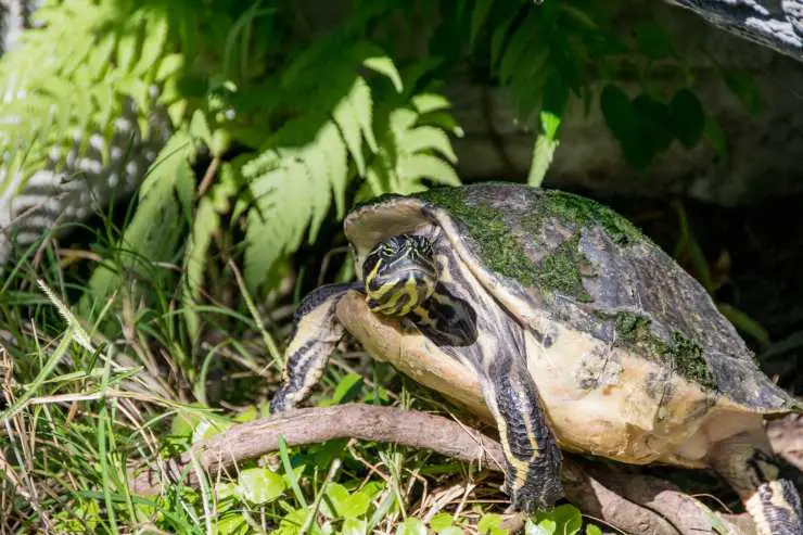 tortuga nocturna diurna