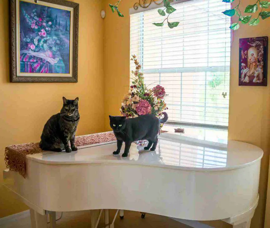 Gato en la casa