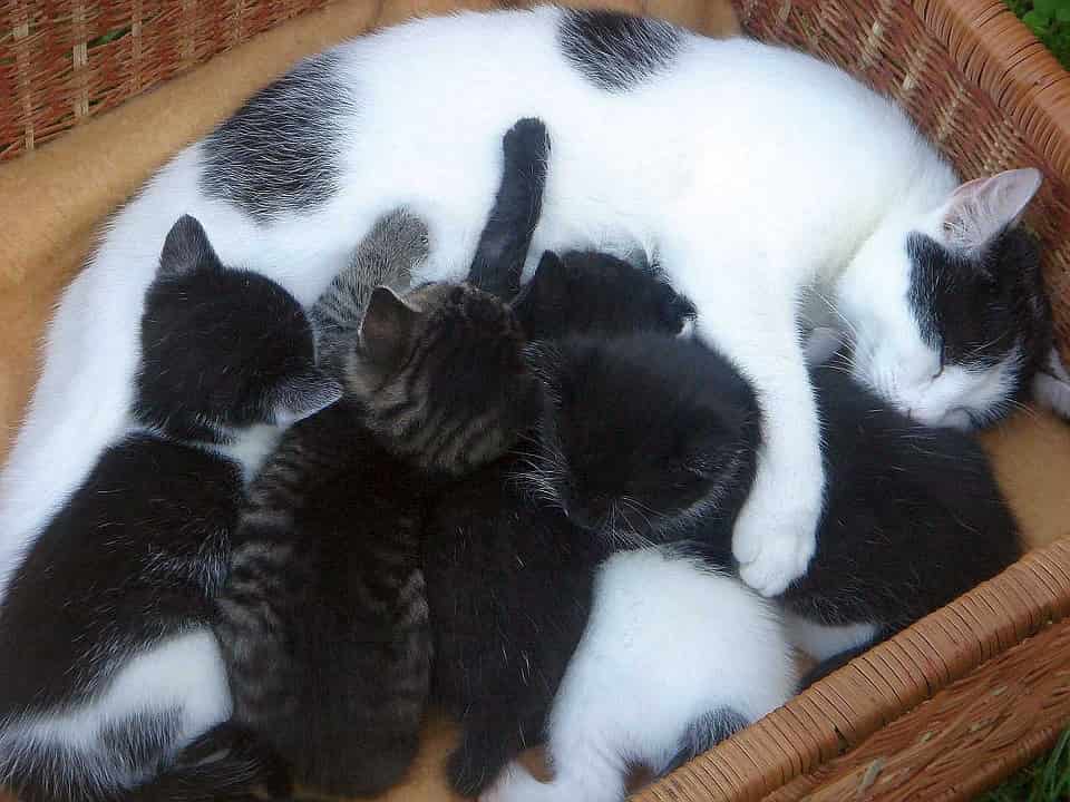 gato mueve gatitos