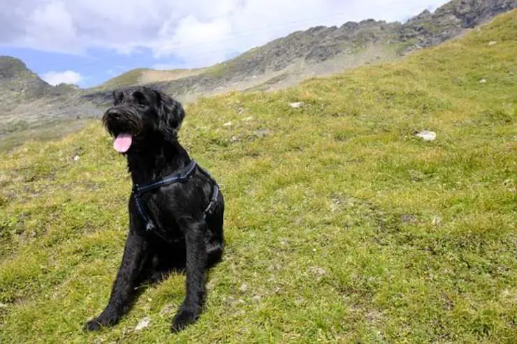 Schnauzer gigante adulto