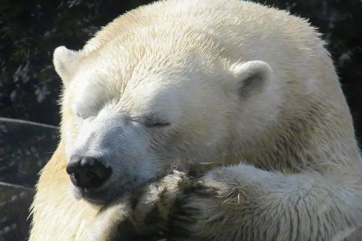 Oso polar: que come, donde vive, características y curiosidades - Vida con  Mascotas ▷➡️