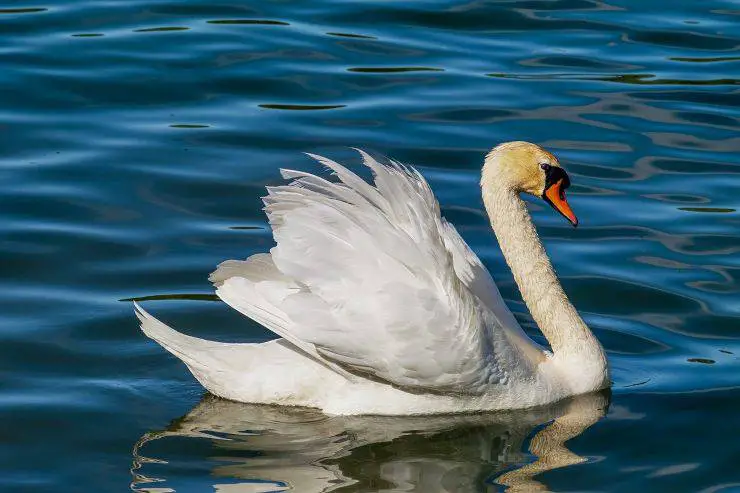 cisne