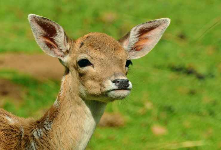 La expresión del venado (Foto Pixabay)