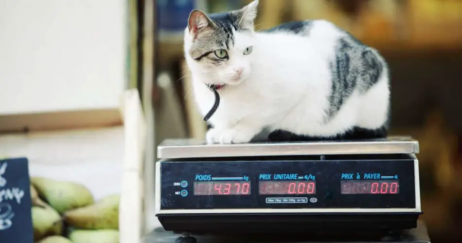 práctico Esmerado Perspectiva El peso ideal del gato: ¿cuánto debe pesar el gato? Tabla para razas y  edades - Vida con Mascotas ▷➡️