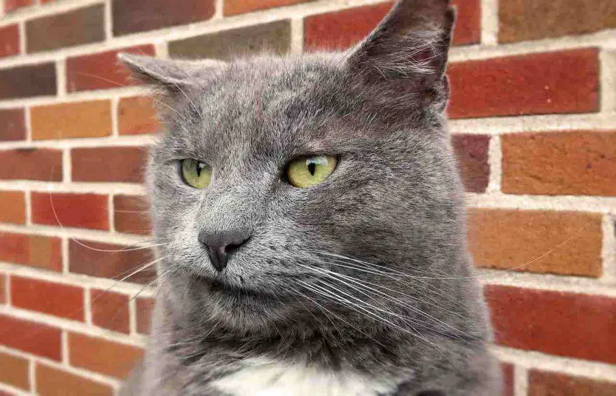 comportamiento del gato