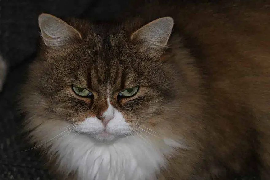 gato ofendido