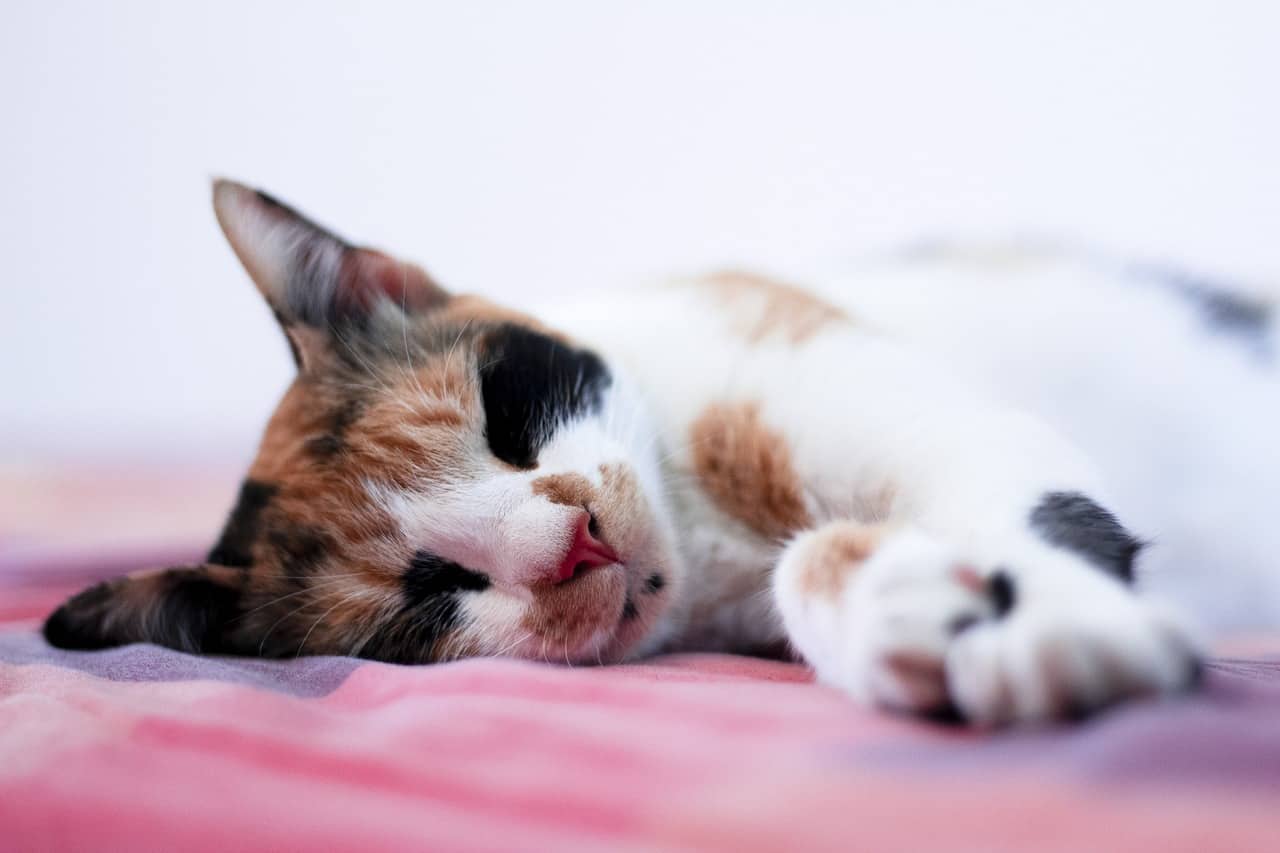 gato estrés ansiedad