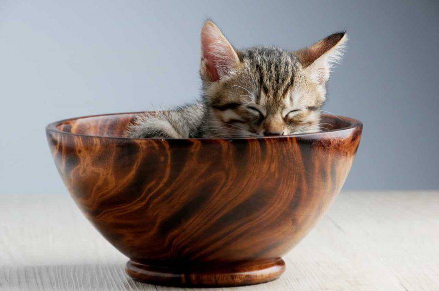 cachorro gato duerme