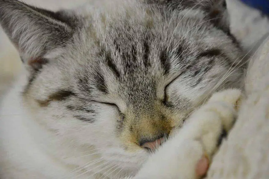 dormir gato senior