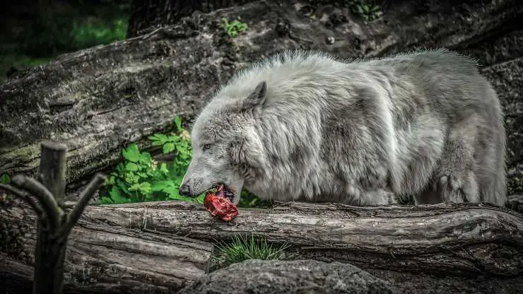 lobo