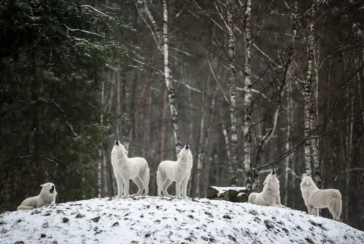 hábitat del lobo