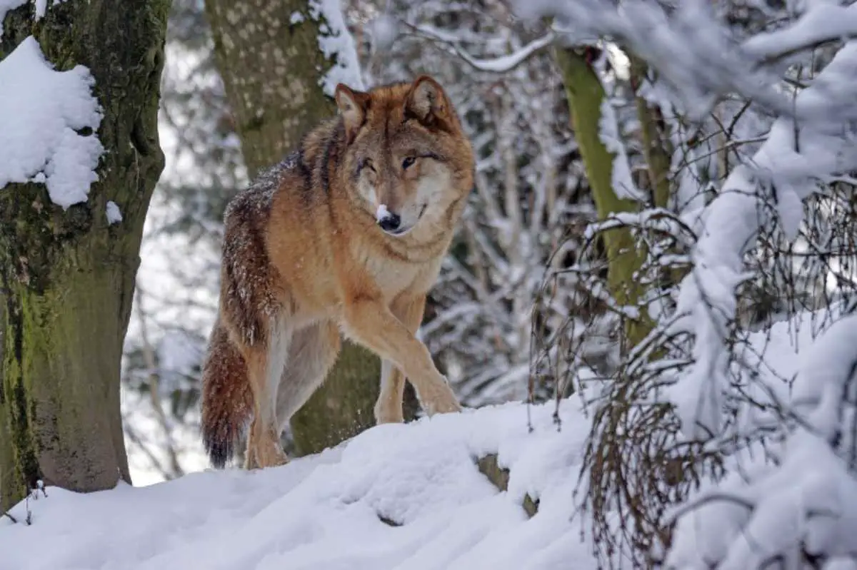 El lobo: características, nutrición y hábitat del antepasado del perro -  Vida con Mascotas ▷➡️