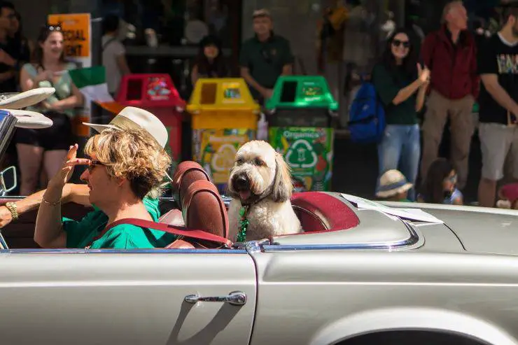 Perro en el coche
