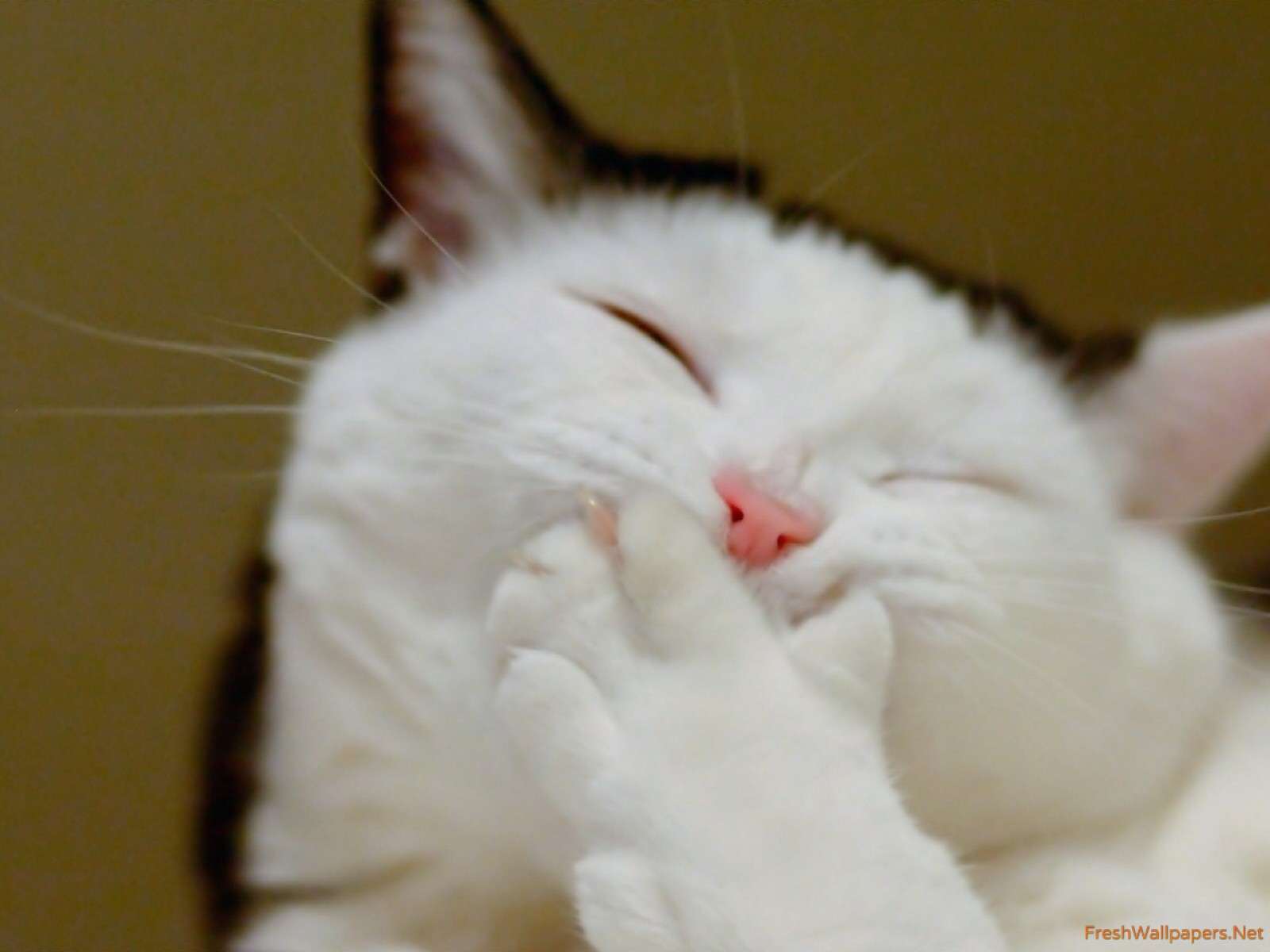 Ojos rojos de gato