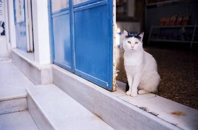 islas de los gatos grecia