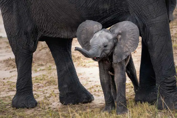 elefante