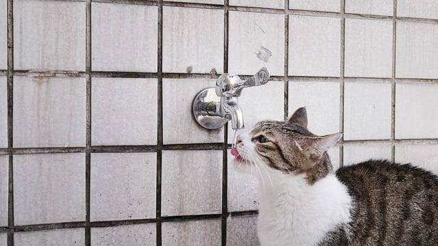 gato bebe agua
