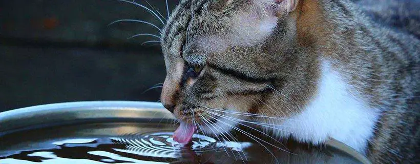 Gato bebe agua