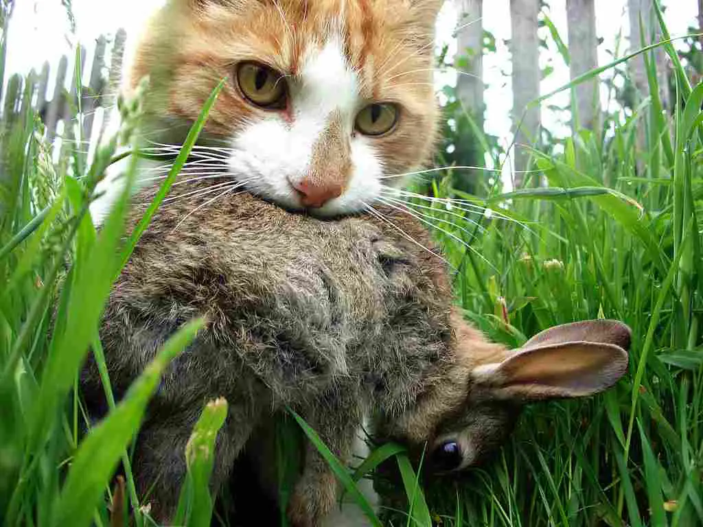 Por Qué El Gato Trae Presas A Casa Y Cómo Manejarlas Vida Con Mascotas ️ 6532