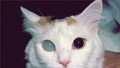 Gato con cataratas