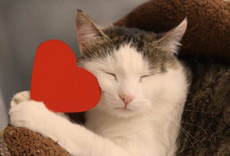 gato con corazon