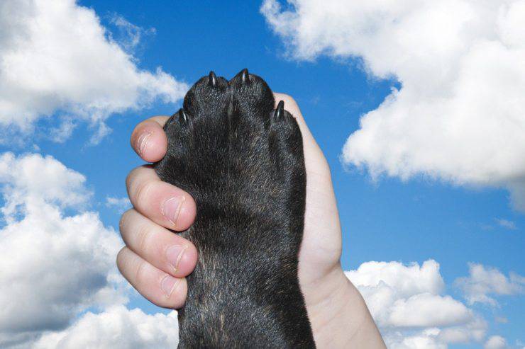 El perro no soporta a los niños