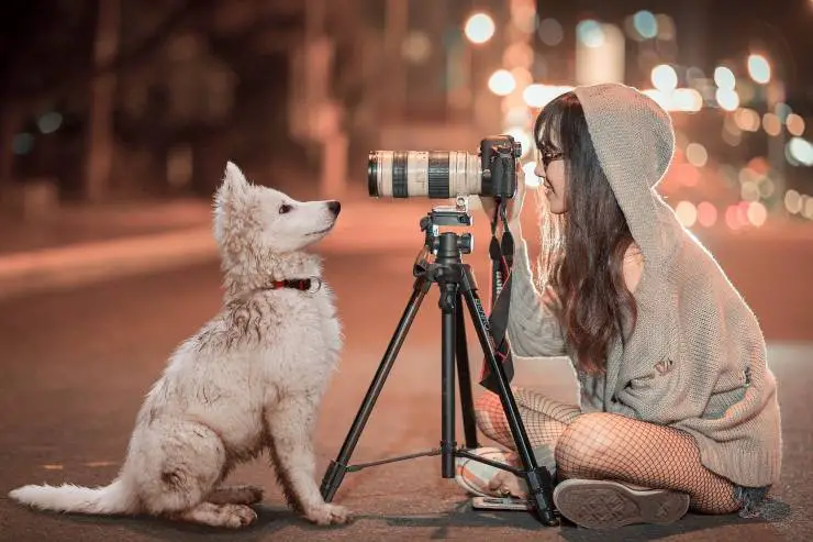 Cachorro, posar