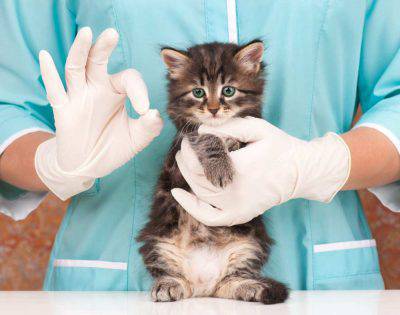 Gato anciano: prevención