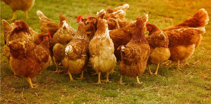 Granja de pollos
