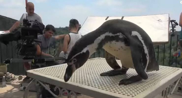 Los animales de las películas de Checco Zalone: ​​el pingüino durante el rodaje de "voy"
