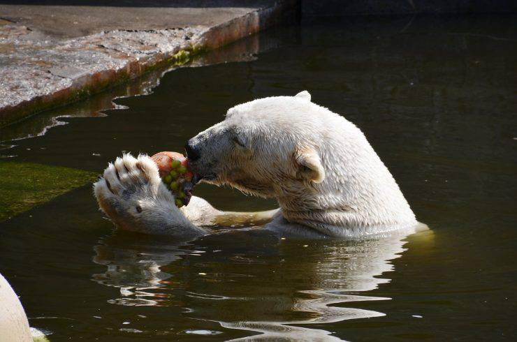 oso blanco