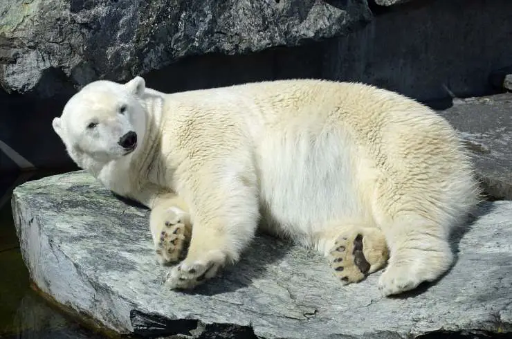 oso