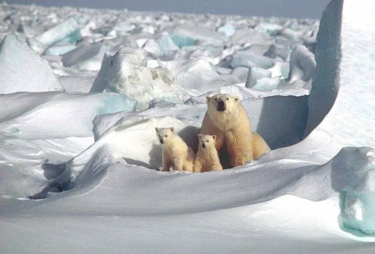 oso polar