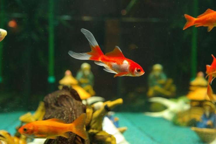 peces en el acuario