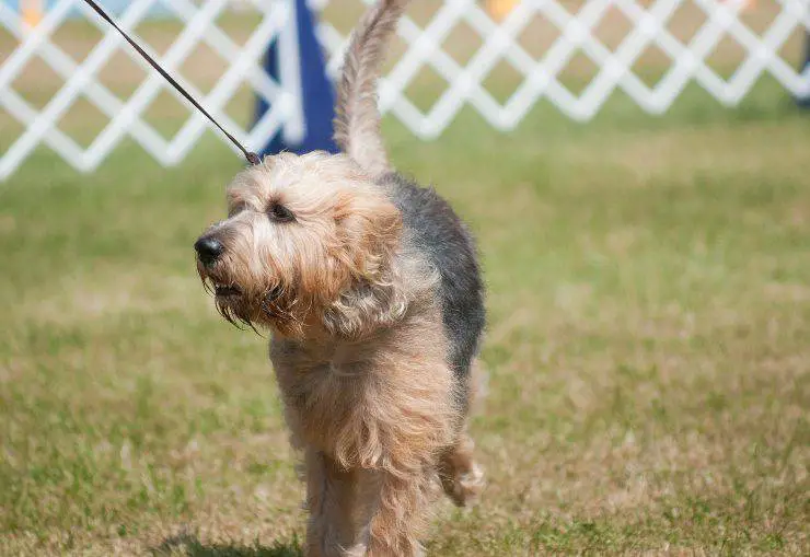 Otterhound adulto