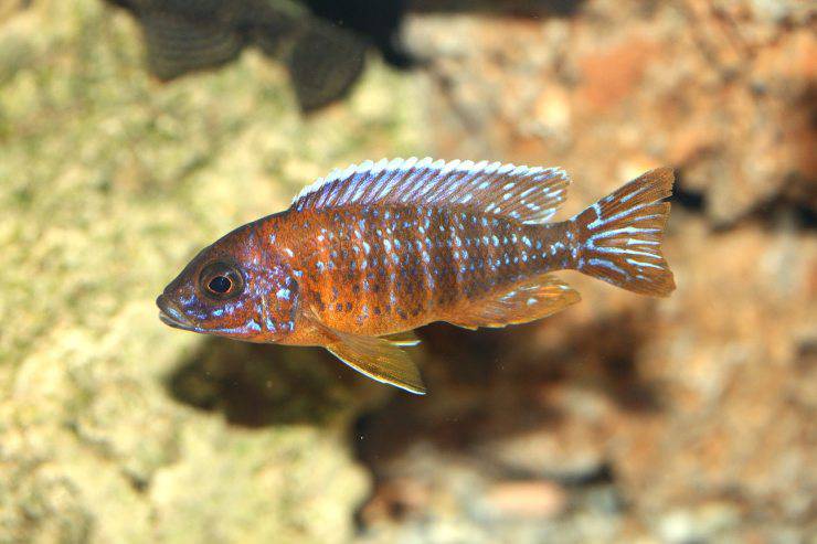 peces