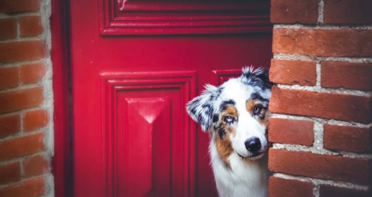 El perro ladra cuando sales
