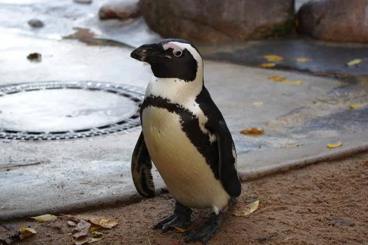 pingüino