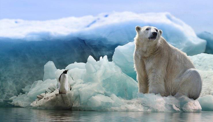pingüino y oso