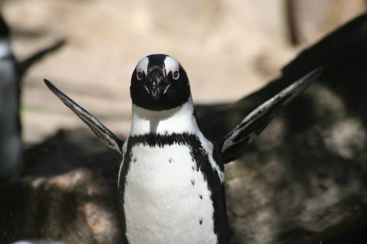 pingüino