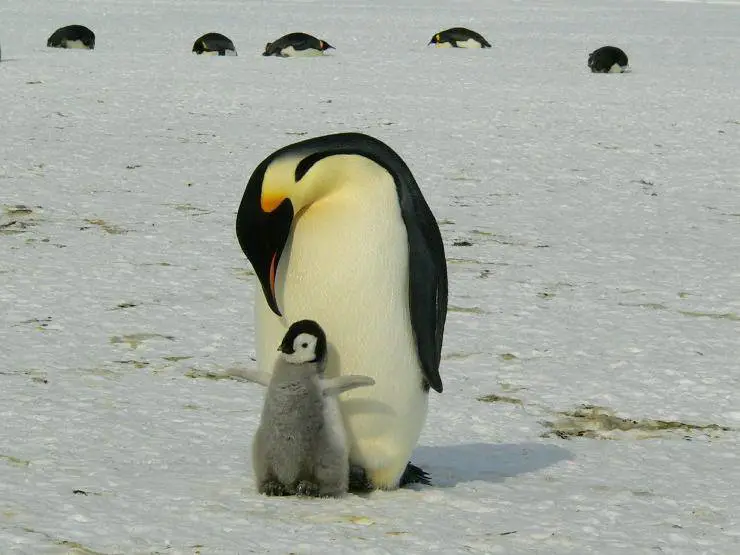 pingüino y cachorro