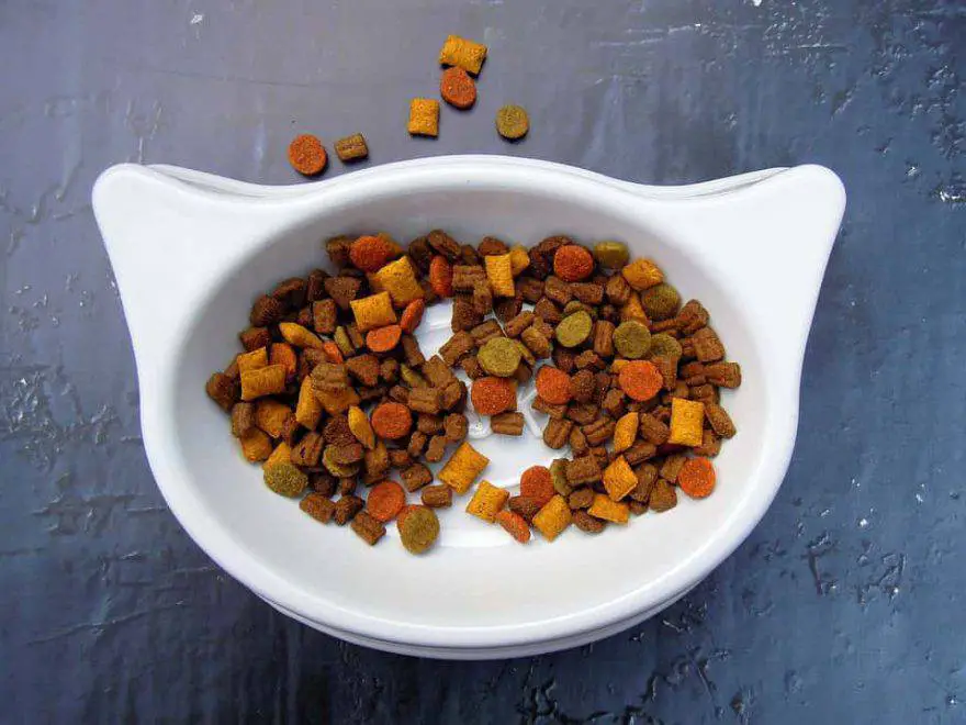 comida seca para gatos