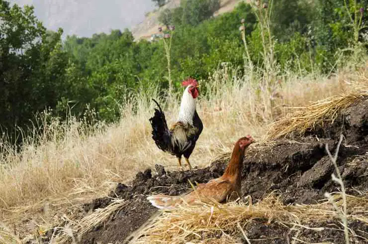 Cuanto tiempo vive una gallina