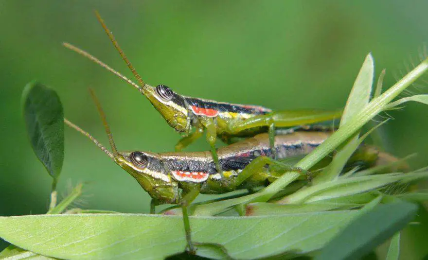 dos saltamontes