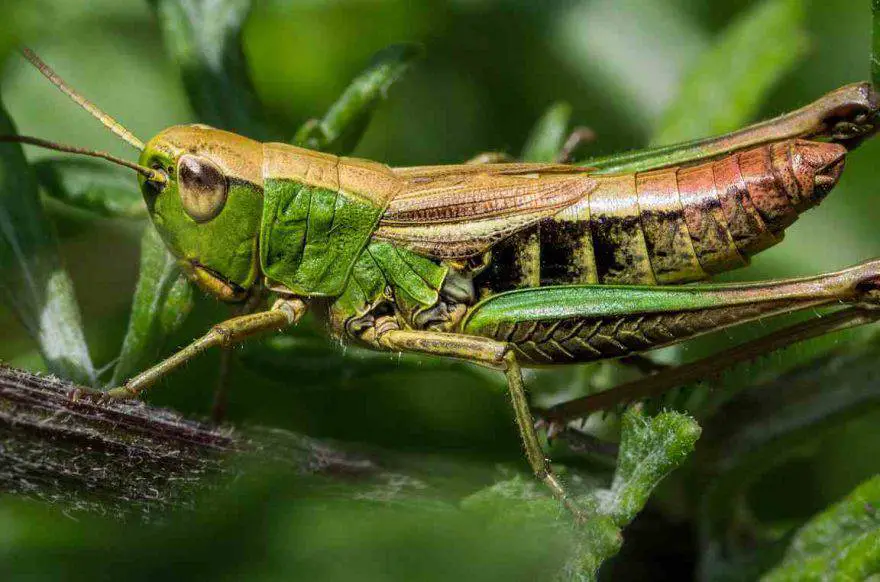 Saltamontes